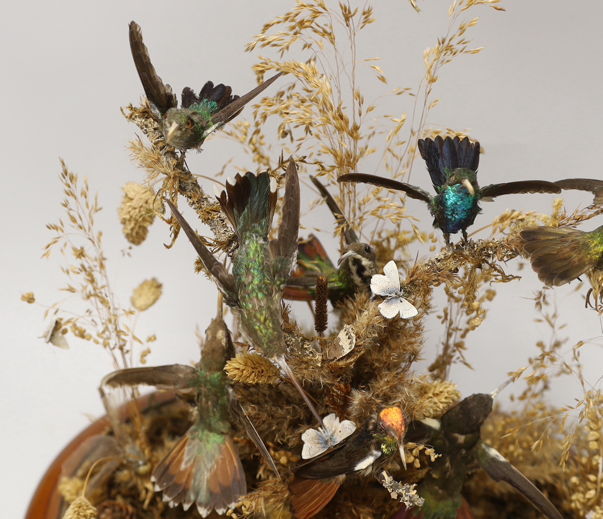 A Victorian taxidermic hummingbird group housed under a glass dome, 40cm high